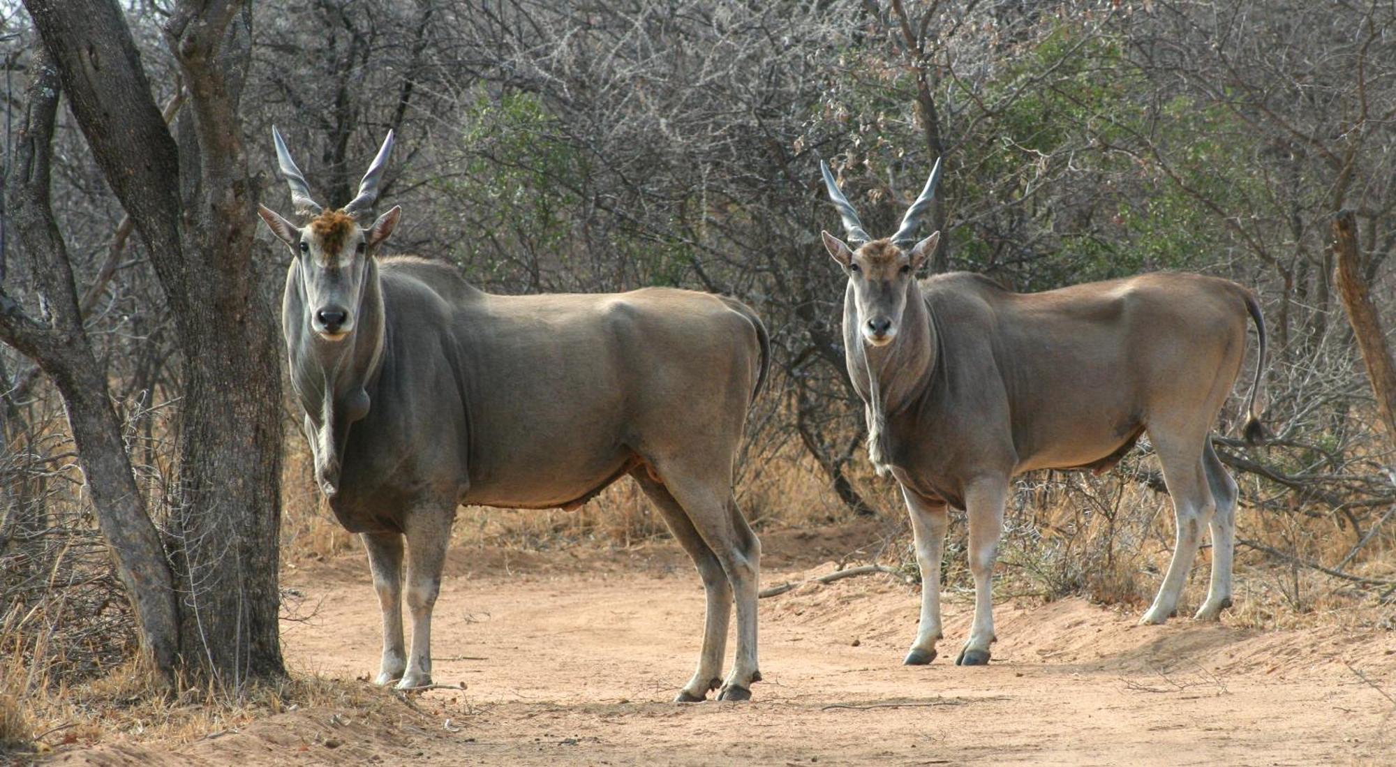 Ditholo Game Lodge Bela Bela Dış mekan fotoğraf